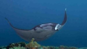 Nusa Penida la Folie des Mola Mola et Manta