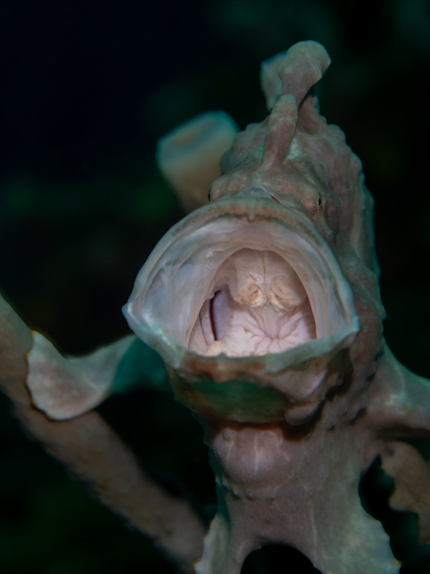 Atelier photo macro sous-marine