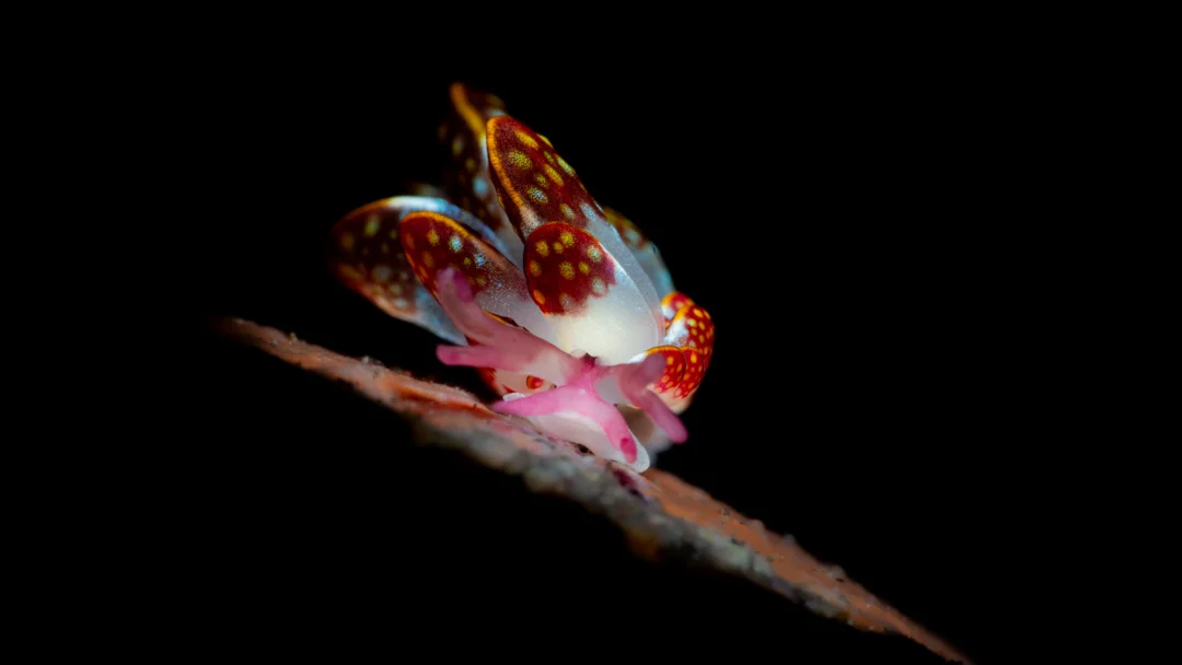 Read more about the article Diving Batu Niti Tulamben