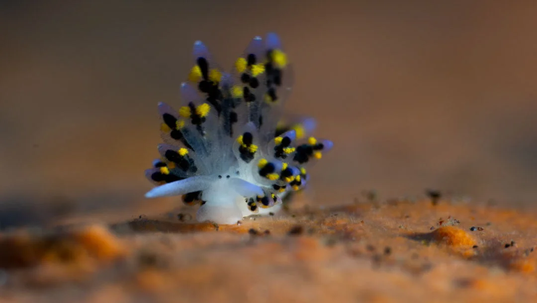 Read more about the article Muck Diving in Tulamben, Bali