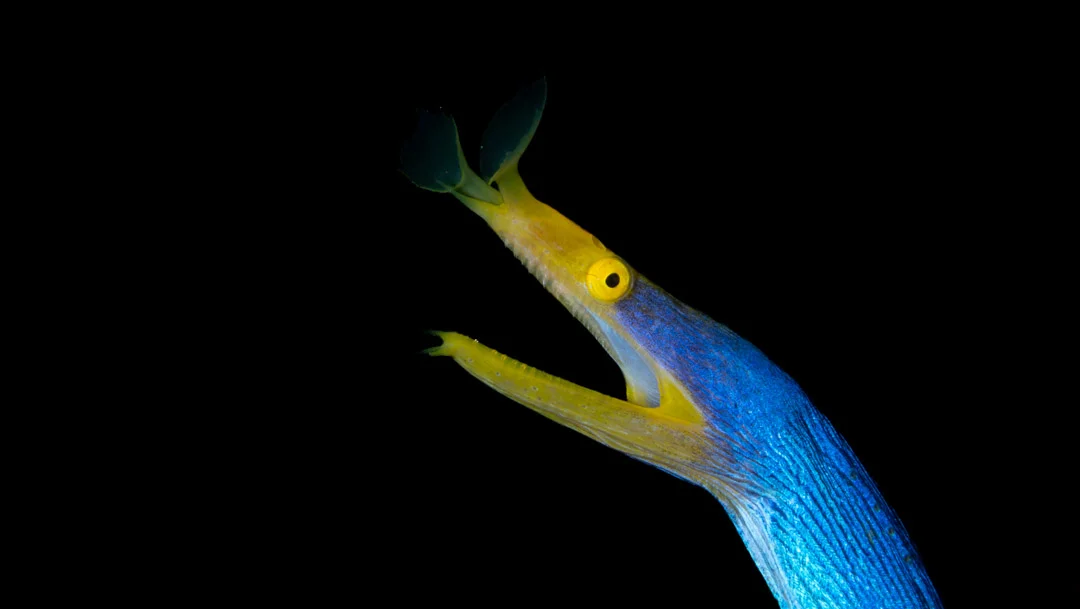 Read more about the article Diving Coral Garden Tulamben