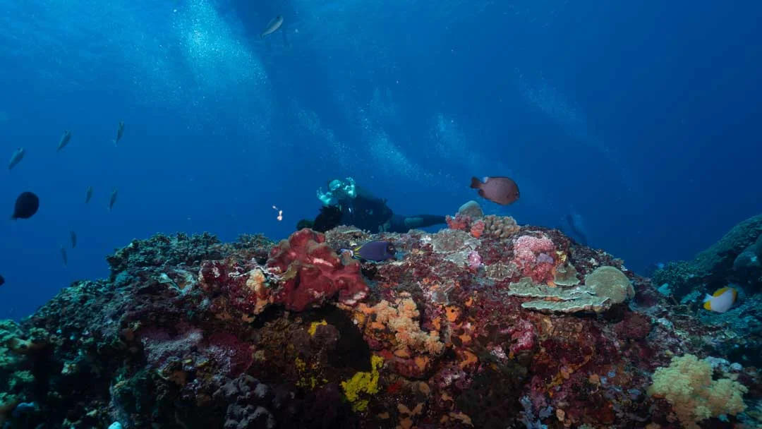 Read more about the article Diving Amed Wall