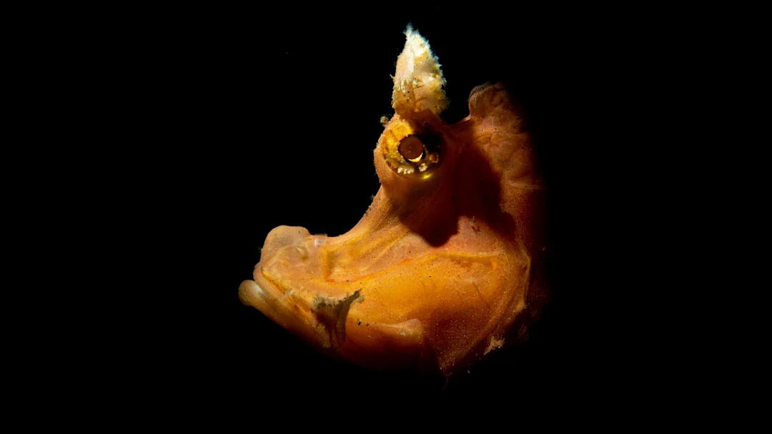 Read more about the article Bali Marine Biodiversity