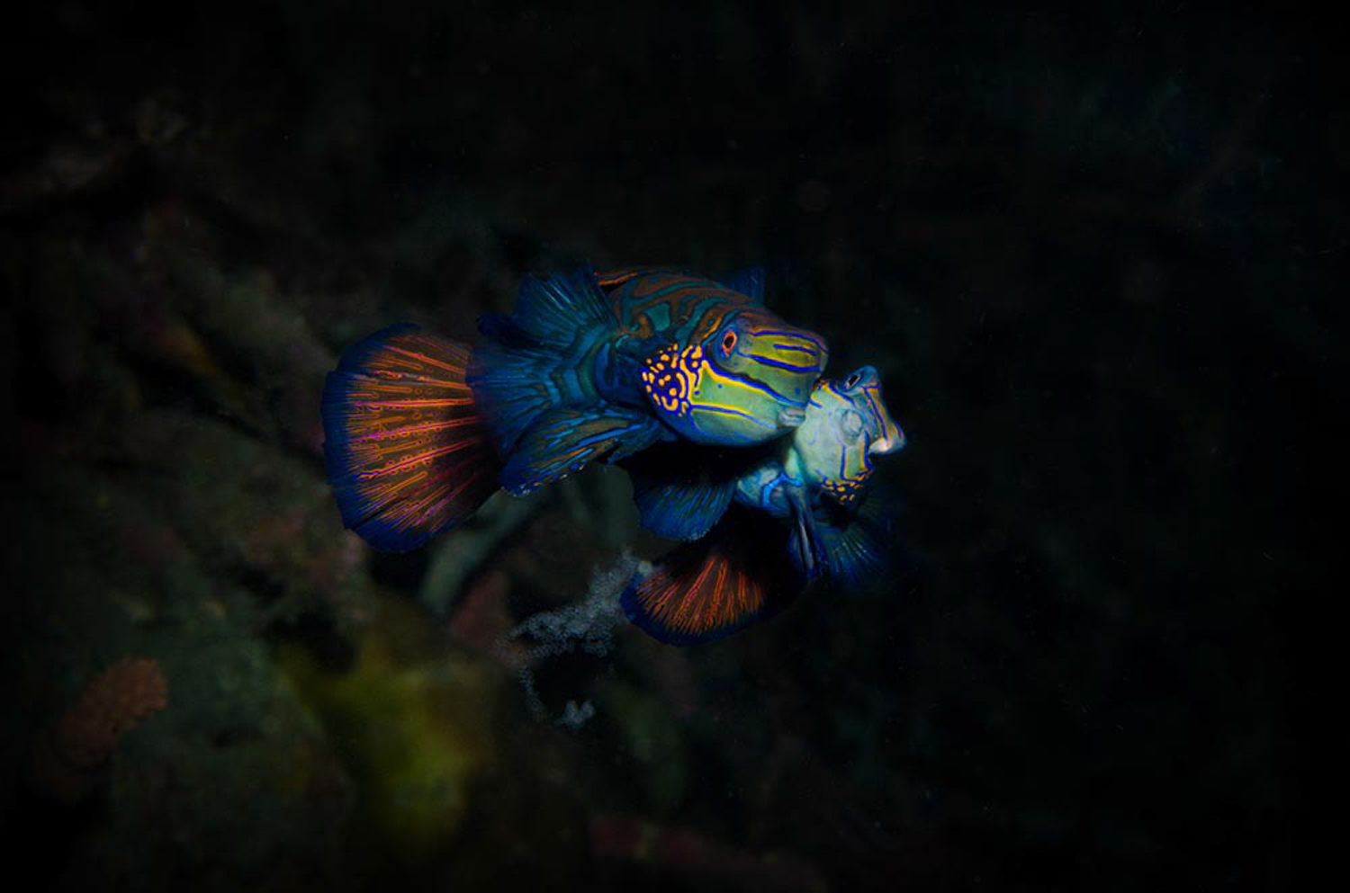Read more about the article Diving in Pemuteran and Menjangan